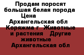 Продам поросят,большая белая порода. › Цена ­ 700-4500 - Архангельская обл., Коряжма г. Животные и растения » Другие животные   . Архангельская обл.